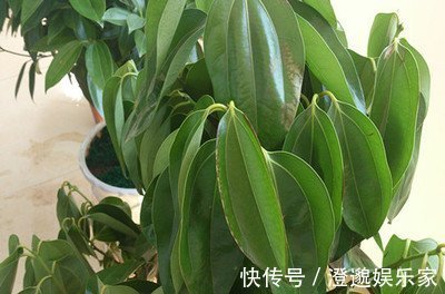 排水|家里养平安树，叶子变黄怎么办，几个小技巧解决