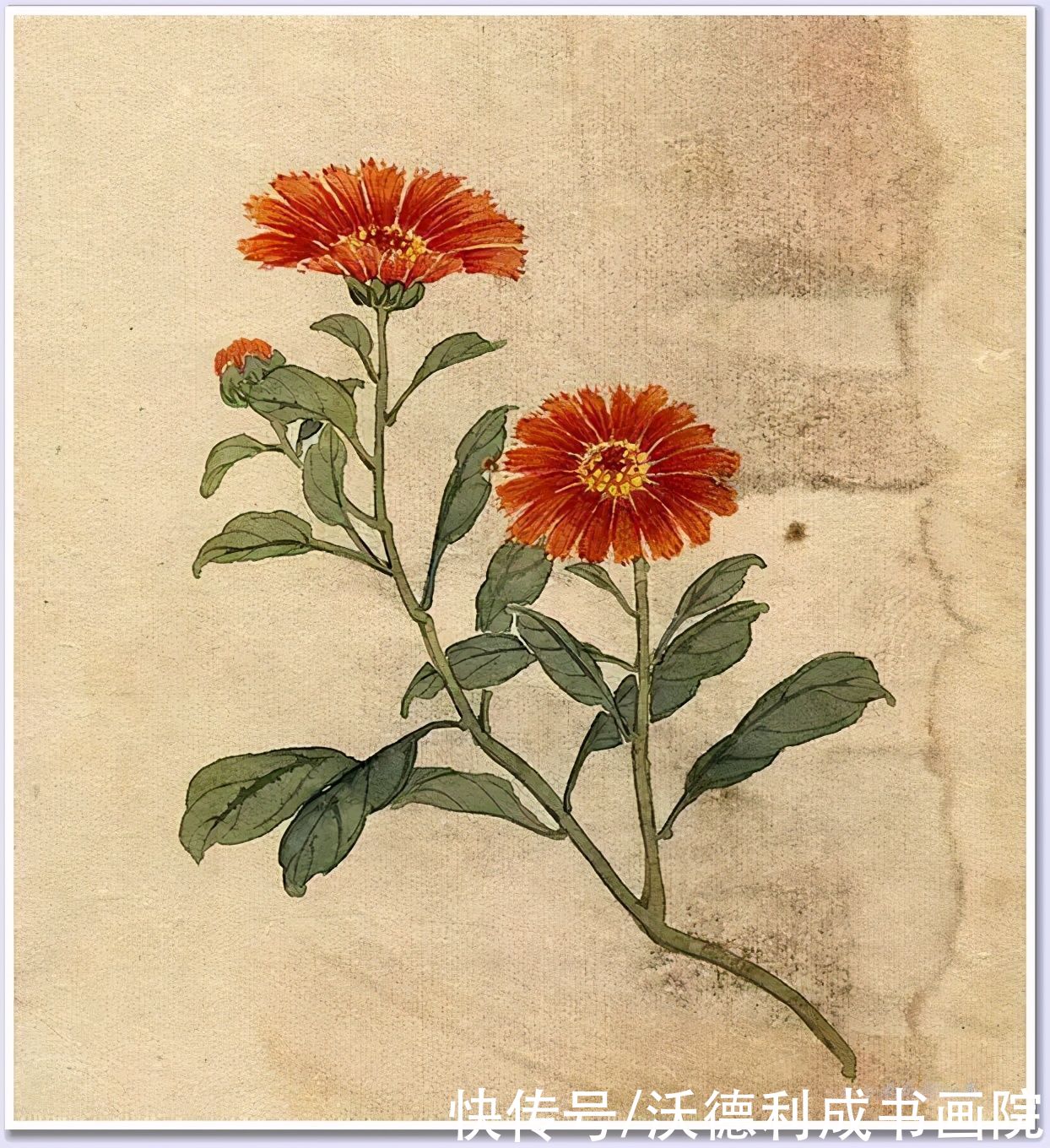 画菊|没骨百花图欣赏，美到骨子里