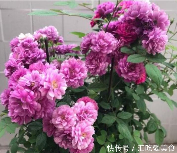 4种花自带财运,家里养一盆,开花漂亮花期长,谁养谁喜欢