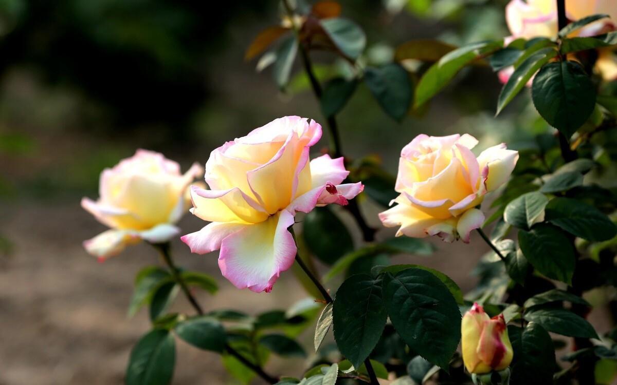 月季花盆栽养殖方法,学会这些基础知识,轻轻松松也能养好