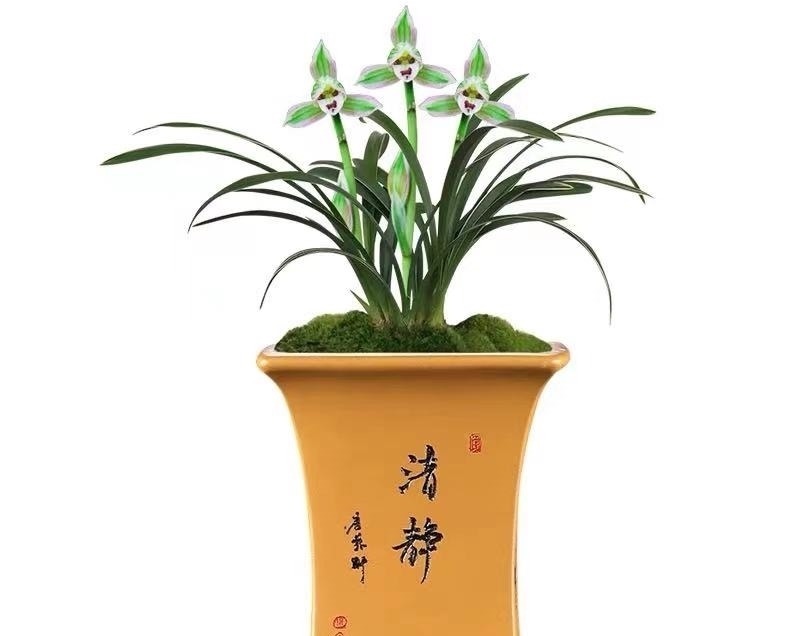 叶艺|兰中极品“帝王妃”,花色迷人,兰香浓郁,极具帝王气息,易打理