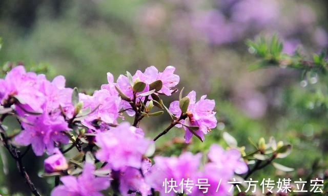 杜鹃花|青海夏季的山坡是这么的美丽，杜鹃花是最好的花