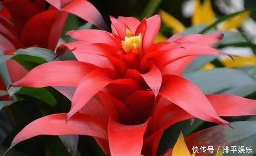 盆栽|居家养花,首选这3种,寓意美好观赏价值极高,是盆栽佳品!