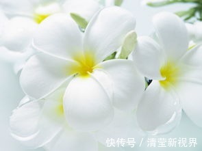 养护|沾水能生根的“一种花”，注意养护，不出一年就开花！