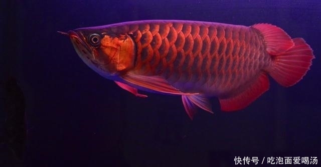 以60万美元的价格买走,这条鱼成为了世界上最贵的观赏鱼