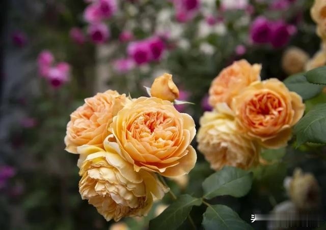 圆滚滚的绣球，瀑布般的花墙，这届花友也太会种花了吧