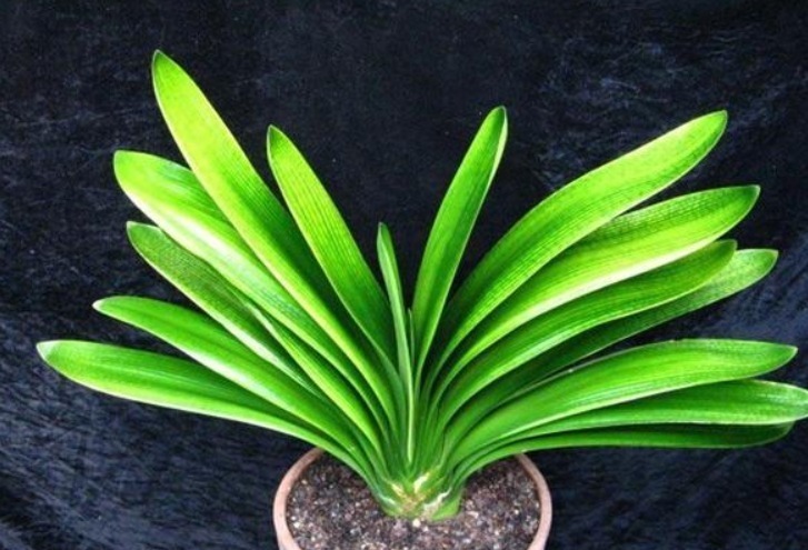 君子兰、虎皮兰,“它”的汁液滴上3—4滴,统统窜“爆”盆