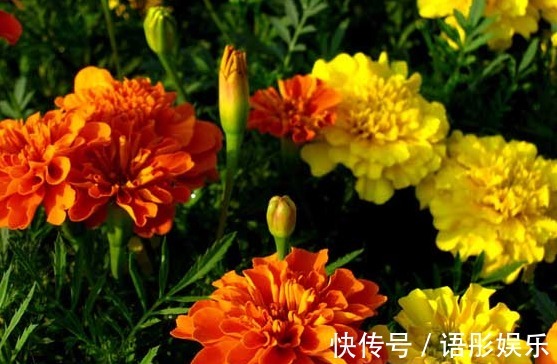 这些花朵一到夏天就开爆,简单好养,不打理也能开花,开花贼好看