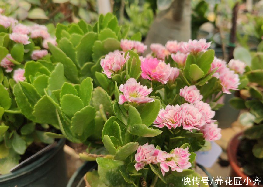 养护|长寿花应该摆放在哪里？新手四季养护指南告诉你，让它叶绿花多