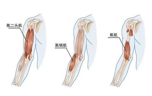 冈下肌|上肢肌肉的解剖，功能、起止点，介绍！（干货收藏）