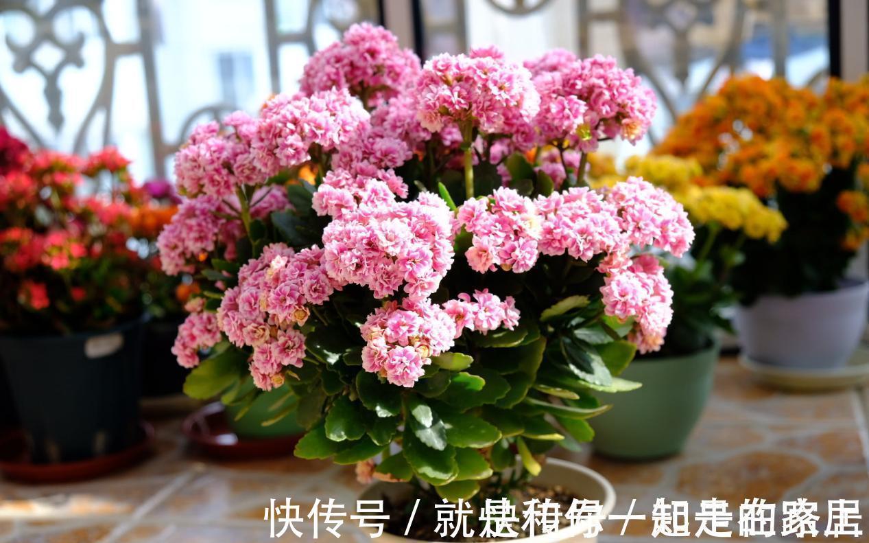 幸福树幸福树|喜欢养花,盆栽这6种植物得先“摸底”,弄清楚它们喜欢什么