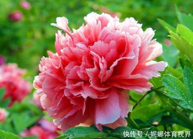 4种花被称“有钱花”,财运、福运滚滚来,不易生病好养护