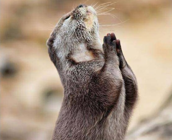 |搞笑图片幽默段子笑话看到一只很虔诚的老鼠,是在祈祷什么呢