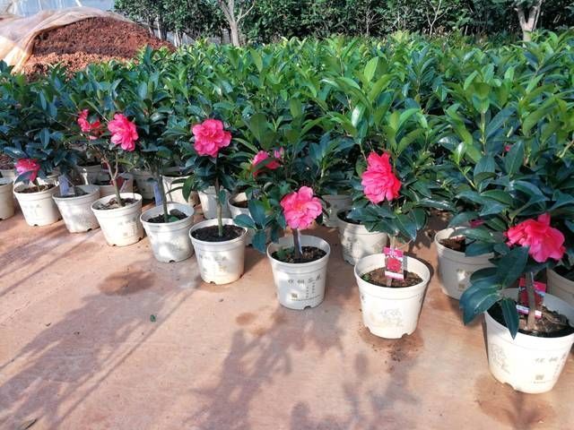 认识四季茶花,四季茶花的四季浇水和喷水技巧