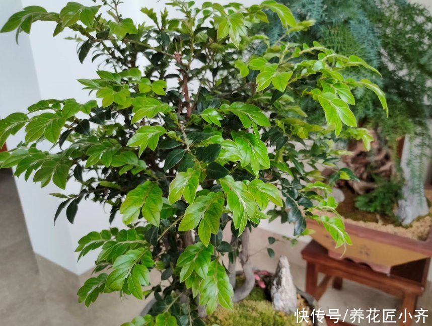 养死|养花入门很简单，记住“久病成医”，真正爱花，才能变成养花高手