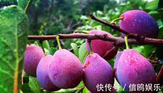 西梅西梅|女性要排毒,离不开4种食物,排出毒素,净化血液,滋养女性子宫