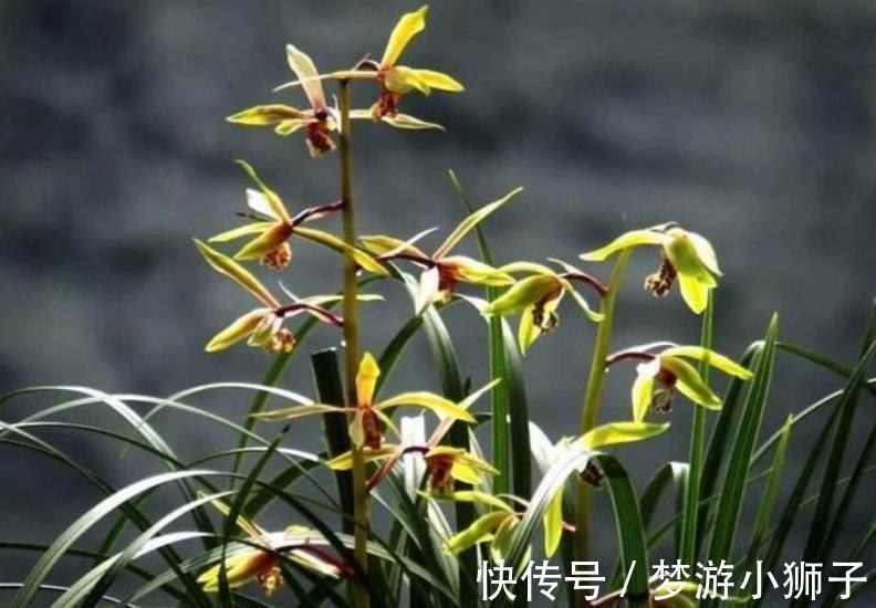 秋冬家里采光差,可以种上3种花,有点散光就能开灿烂,美极了