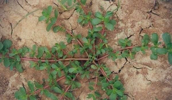 它被稱為“藥王”,好看又好吃,營養價值高,現在知道還不晚