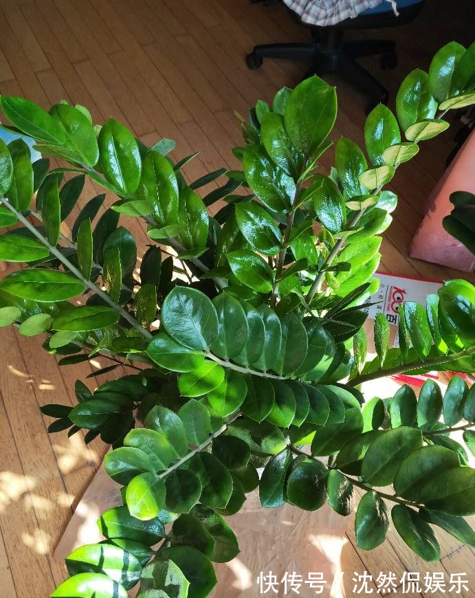 铜钱草|5种“有钱花”,满盆“铜钱叶”,越养钱越多,有钱人家都爱养它