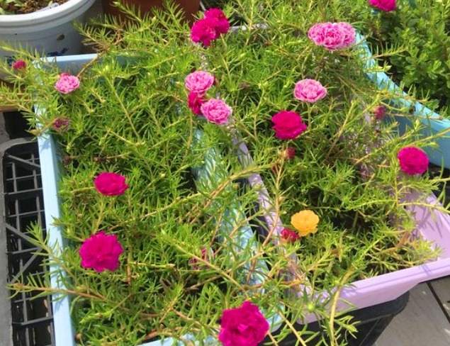 最坚强的“1种花”,仅把“一个枝丫”放盆里,都能长成美盆栽