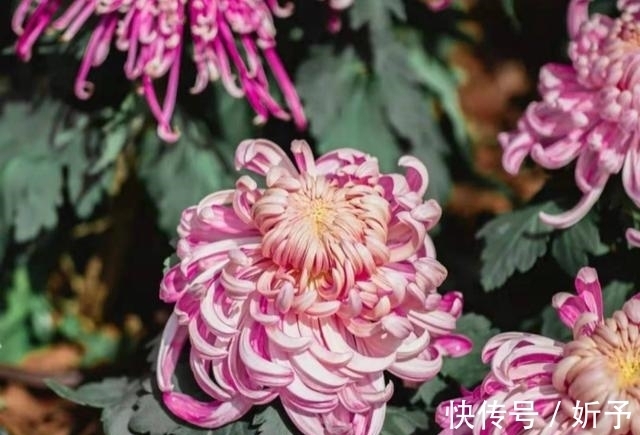 菊花|6种国人不当回事的花,在国外如此受青睐,你家有吗