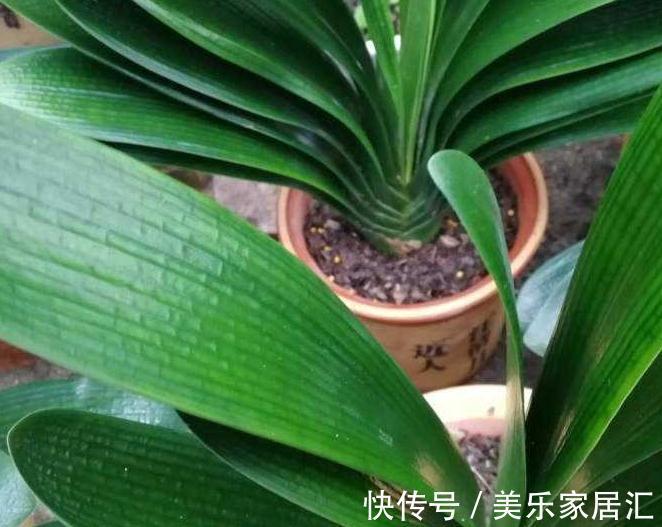 君子兰不开花,4种情况要知道,学会此样做,年年开花爆盆