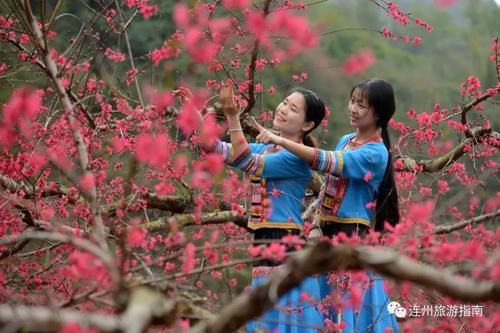 中年|桃花正当时，带着你的“李焕英”来连州赏花吧！