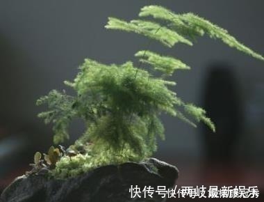 别傻傻把“云竹”当文竹养,“云竹”很贵重,区别养护别受骗!