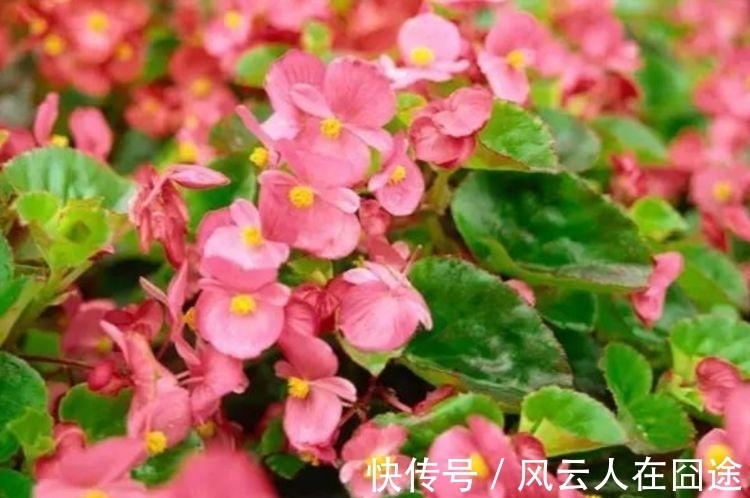 浇水|4种花好养易活，旺财又养人，个个美出状态，花朵迷人