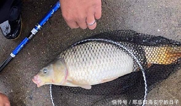 接二连三|冬天钓鱼很难这几种霸气钓法,板鲫接二连三,上个不停