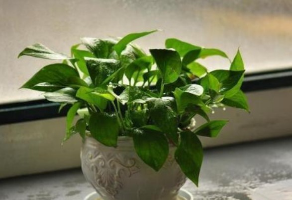 绿萝叶绿长得精神，以下几点养护方法，盆盆绿萝长爆盆
