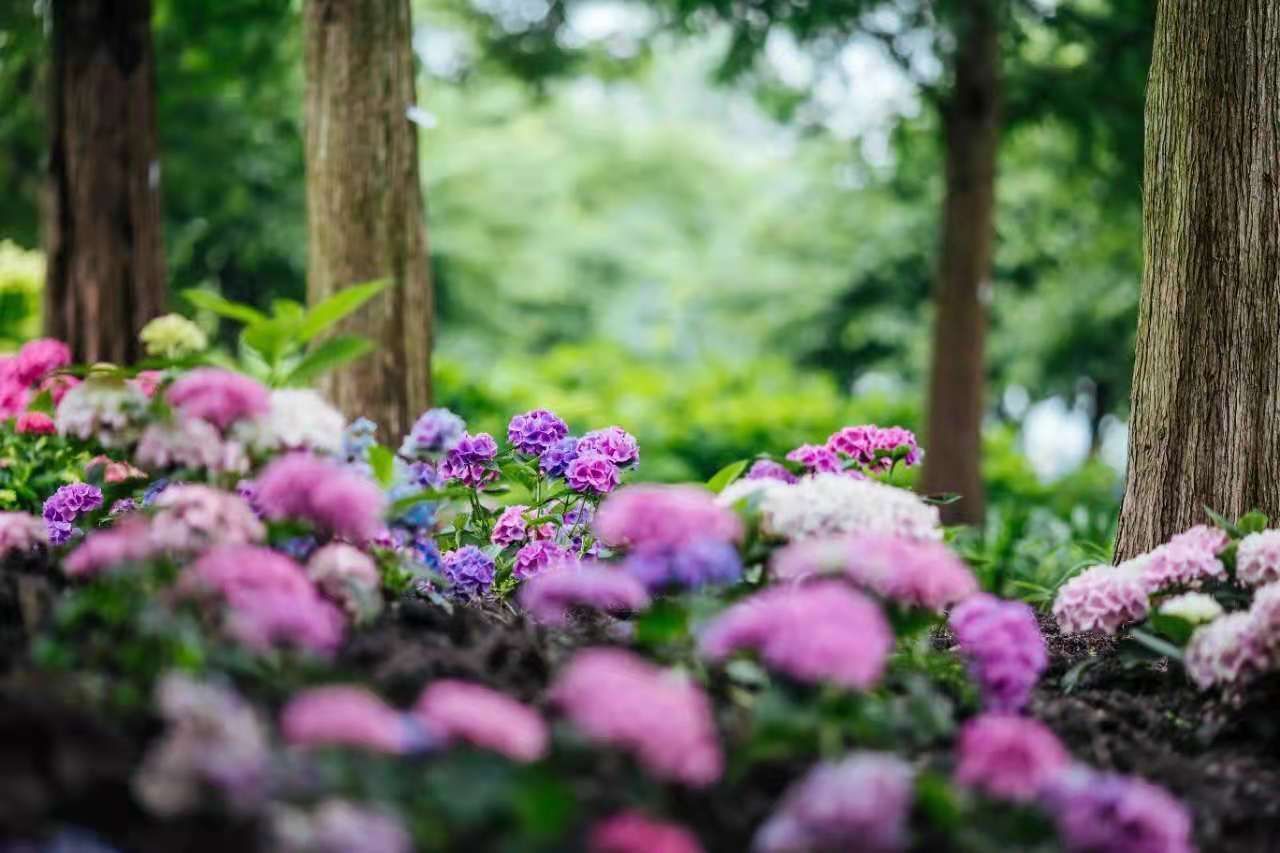 阳光|今日夏至，梅雨暂歇，阳光回归，热量持续积蓄中……