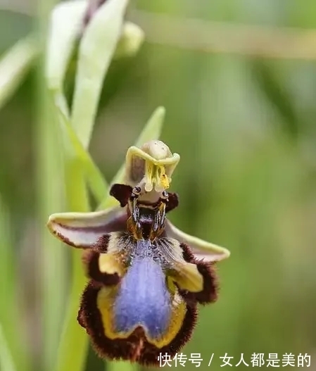 棘唇石豆兰|好丑!好臭!你没看错,我说的是兰花