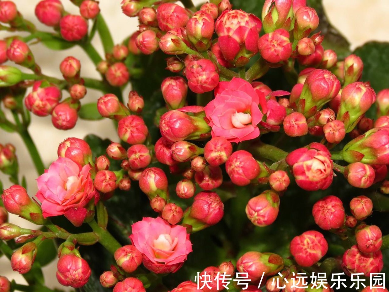 长寿|自家的长寿花不长寿老是不开花怎么破