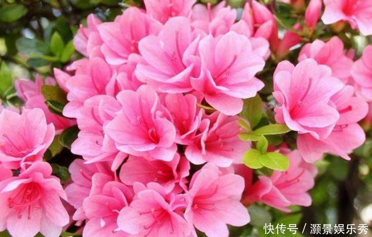 4种花美的出奇,吉祥又喜庆,开花红红火火,旺财又旺运!