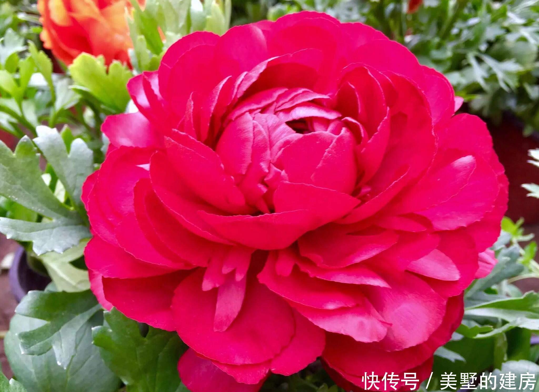 马蹄莲|4种花是婚礼常见花,随便选一种都好看,开了浪漫又唯美