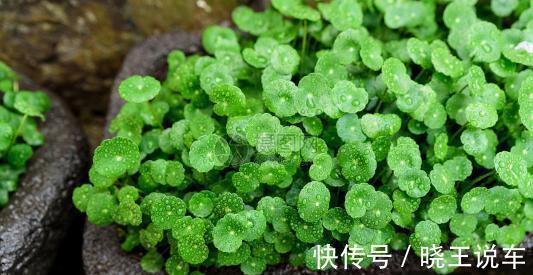 龟背竹|冬天天气干燥,家中摆放这四种盆栽,如同买了一个空气加湿器回来