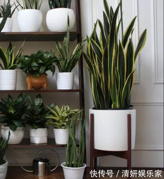 适合客厅养的5种“耐旱花”,30天不浇水也能爆盆,漂亮大气