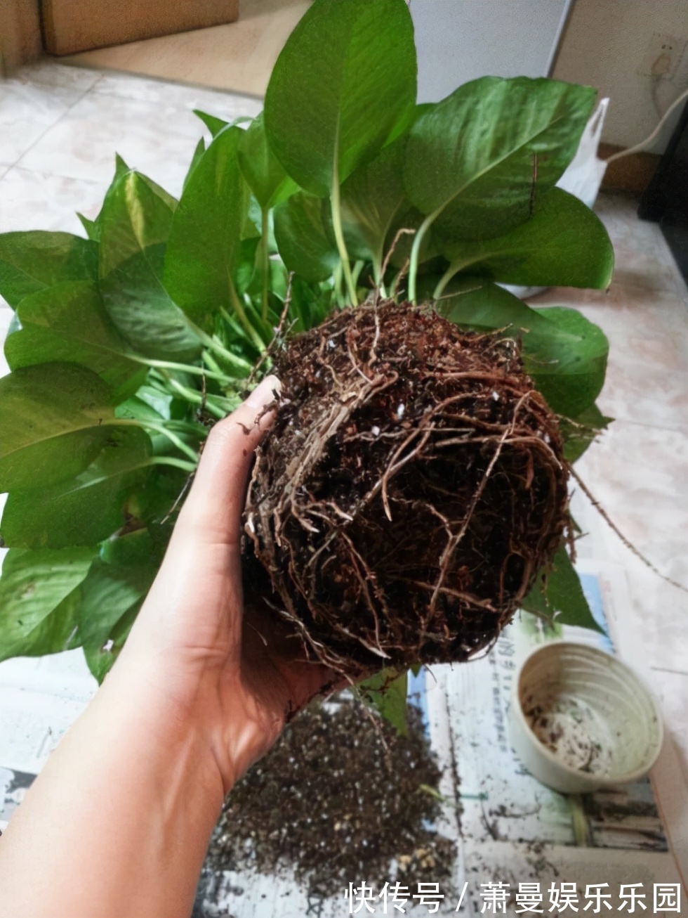 浇水|8种“漂亮花”,冬天要“虐着养”,越虐越健康,不然很难过冬