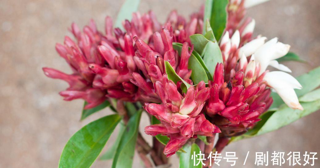 花友|公认好养的“三种花”,掰点枝叶埋到盆内,沿着墙攀成“花瀑布”