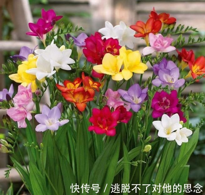 养花就养4种花，好养易活花量大，人见人爱，开成小花园！