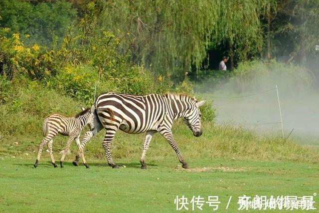 新成员|它们终于来了！浙江宁波，这个地方又迎来最热闹的时节！而且……