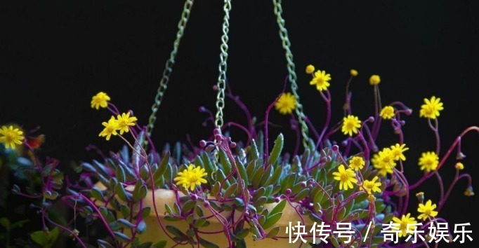 叶片|6种花适合吊起来养,窗前挂几盆,比窗帘都好看,而且非常好养