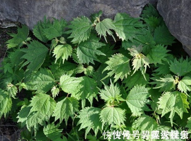 风湿性关节炎|农村常见的“咬人草”,是治疗风湿性关节炎的良药!