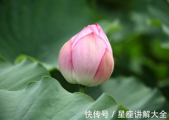 福德宫|到了年底，喜鹊登门送喜，4属相吉星关照，未来福禄双全