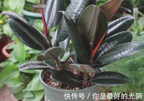 橡皮树“一枝冲天”咔嚓一刀，满枝新芽冒，变成“老树桩”