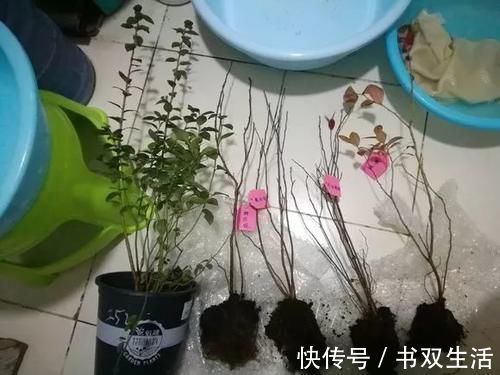 7种花冬天要“春化”,必须冻满1个月,不然落花落蕾不开花!