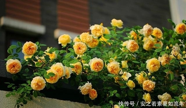 阳台|这5种花很好养,浇水就行,有阳光就爆花,阳台变花海!