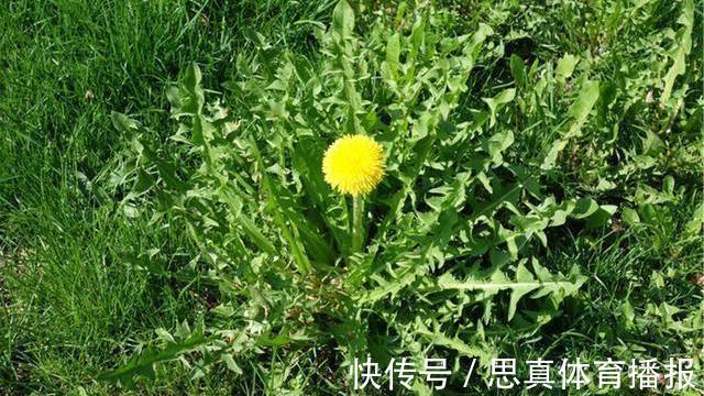 月经期间|蒲公英,被称为“药草皇后”,谨记“五搭配、四禁忌”,别再犯错