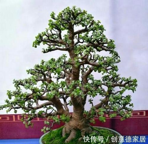 金枝玉叶|养金枝玉叶,了解掌握几个要点,枝干粗壮,长成老桩盆景!